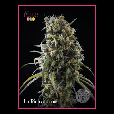 Élite Seeds La Rica CBD semienka neobsahujú THC 50 ks