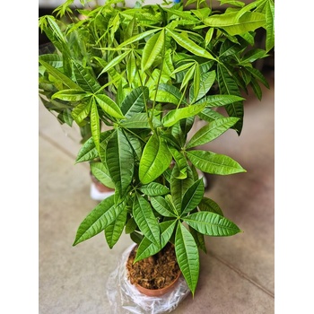 PACHIRA aquatica 17/75cm