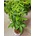 PACHIRA aquatica 17/75cm