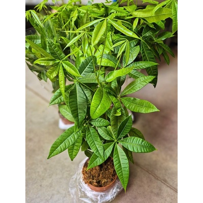 PACHIRA aquatica 17/75cm