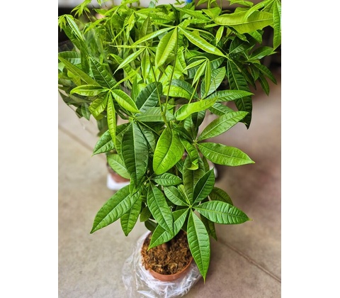 PACHIRA aquatica 17/75cm