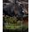 Ecology, Evolution and Behaviour of Wild Cattle | Mario Melletti, James Burton