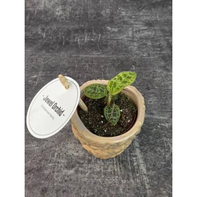 Macodes Petola orchidej mini