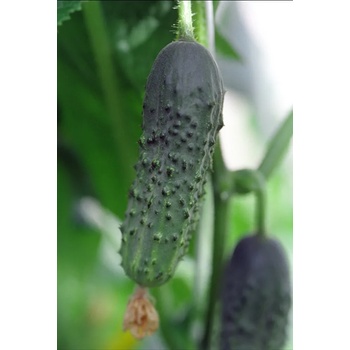 Bejo Корнишони Алианц / Allianz F1 (предимно женско цъфтящ)