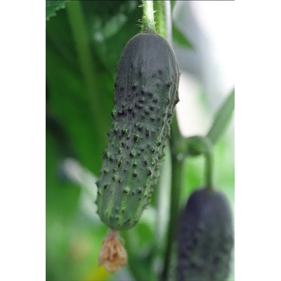 Bejo Корнишони Алианц Allianz F1 (предимно женско цъфтящ)