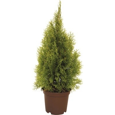 Túja západná FloraSelf Thuja occidentalis 'Golden Smaragd' výška 40-60 cm kvetináč 3 l