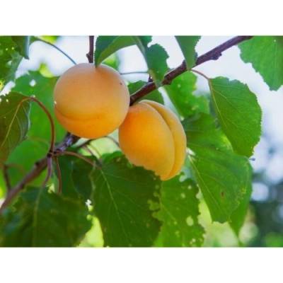 Marhuľa obyčajná (Prunus armeniaca) ´HARCOT´ - stredne skorá, výška 120-150 cm, voľnokorenná