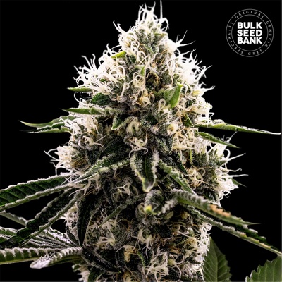 Bulk Seed Bank Dosidos Rocketos semienka neobsahujú THC 100 ks
