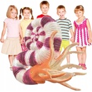 Collecta Pravitoceras