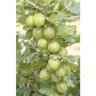 Egreš zelený BIO Hof:Obst Ribes uva-crispa 'Mucurines' výška 30-40 cm kvetináč 15 cm
