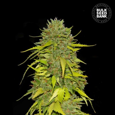Bulk Seed Bank Ak semena neobsahují THC 5 ks
