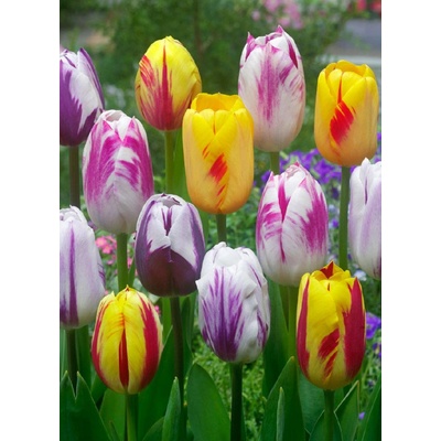REMBRANDT MIXED - TULIPÁN Množství cibulek v jednom balení: 5 ks