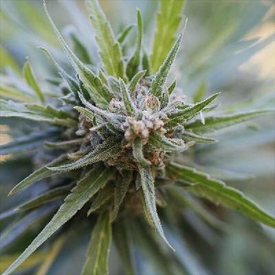 G13 Labs Seeds Midnight Kush semena neobsahují THC 5 ks
