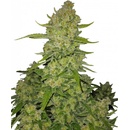 FAST BUDS Papaya Cookies AUTO semena neobsahují THC 10 ks