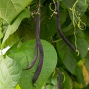 BIO Fazuľa Blauhilde - Phaseolus vulgaris - bio semená fazuľu - 25 ks