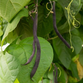 BIO Fazuľa Blauhilde - Phaseolus vulgaris - bio semená fazuľu - 25 ks