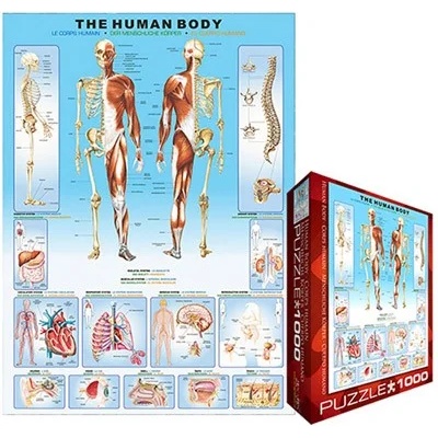 EUROGRAPHICS - Puzzle Human body - 1 000 piese