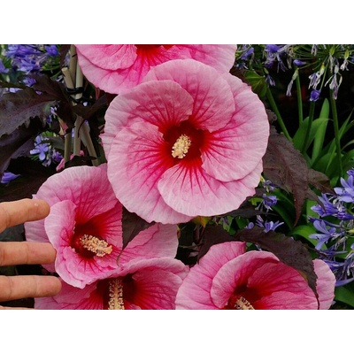 Ibištek bahenný Big Pansy, výška 20-30 cm, kvetináč 1,5 l