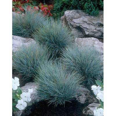 Festuca glauca BLUE SELECT - kostřava