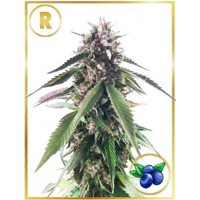 Mr. Hide Seeds Mr. Blueberry Bud regular semienka neobsahujú THC 15 ks