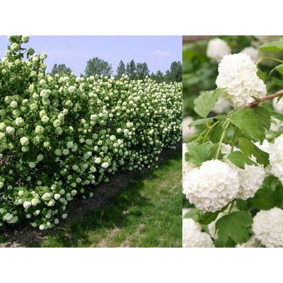 Kalina obyčajná Roseum, výška 20-40 cm, kvetináč 2 l