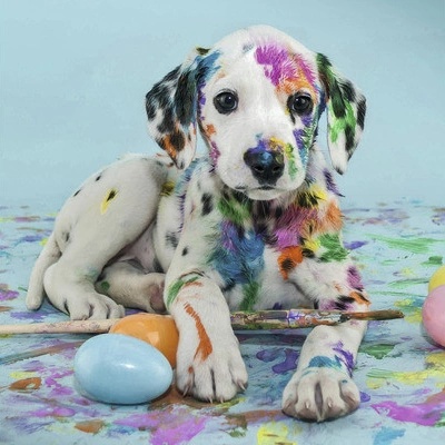 Obraz na plátne Colorful Dog 30 x 30 cm