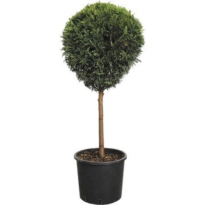 Cypřišovec Leylandův čtvrtkmen FloraSelf Cupressocyparis leylandii květináč 10 l