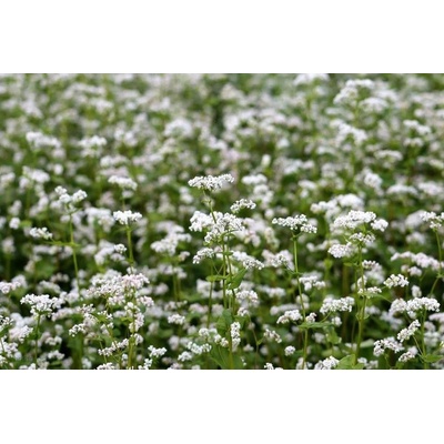 Osivo - pohánka strelovitá PANDA 500g