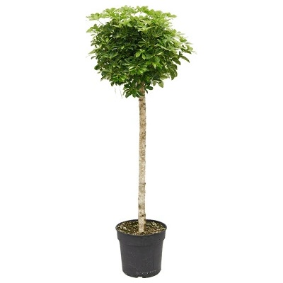 Schefflera arboricola Gold Capella stem 38x200 cm