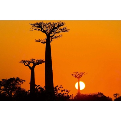 Dimex MS-5-1841 Vliesová fototapeta Baobab při západu slunce rozměry 375 x 250 cm