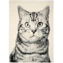 Alfa Carpets Cat Grey Šedá