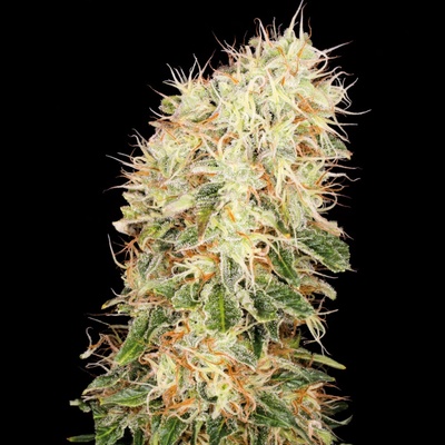 Buddha Seeds Panakeia High Terpenes CBG semena neobsahují THC 3 ks