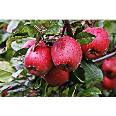Jabloň domáca (Malus domestica) ´JONAPRINCE´ - zimná, výška 120-150 cm, voľnokorenná