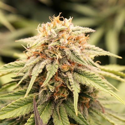 Humboldt Seed Organization PriZmatic Auto semienka neobsahujú THC 10 ks