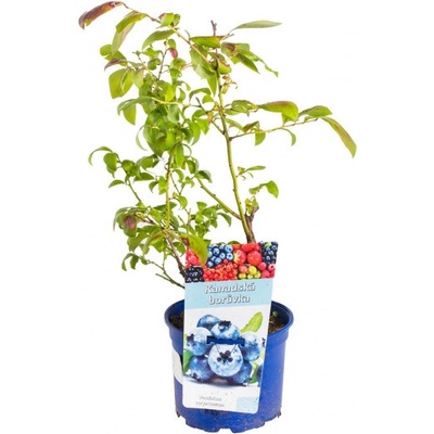 Kanadská borůvka, Vaccinium corymbosum Chandler, velikost kontejneru 2 l