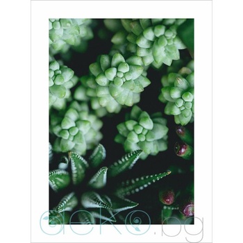 Image 1 of Принт Сукуленти (Print114)