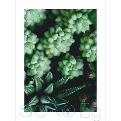 Принт Сукуленти (Print114)