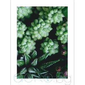  Принт Сукуленти (Print114)