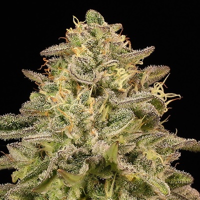Anesia SeedsIced Lemon Watermelon Semienka neobsahujú THC 3 ks