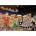 Magnolia - Puzzle Christmas Time - 1 000 piese