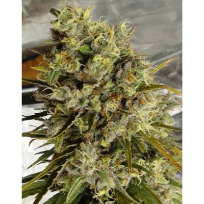 Ace Seeds C5 Haze x Kali China semena neobsahují THC 5 ks