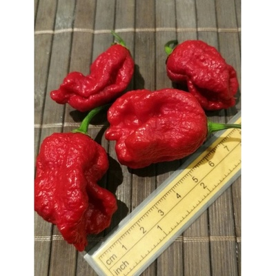 Trinidad Moruga Scorpion 20-c17-11-2 (chilli semena) 1 ks