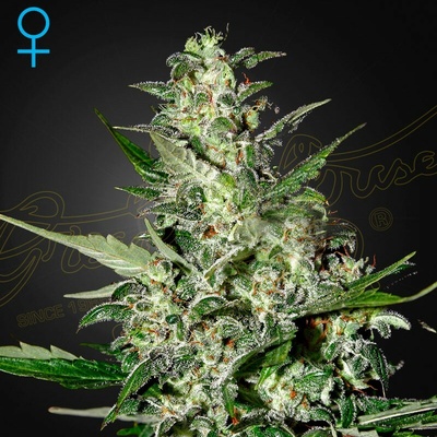 Green House Seed Super Critical Auto semienka neobsahujú THC 10 ks