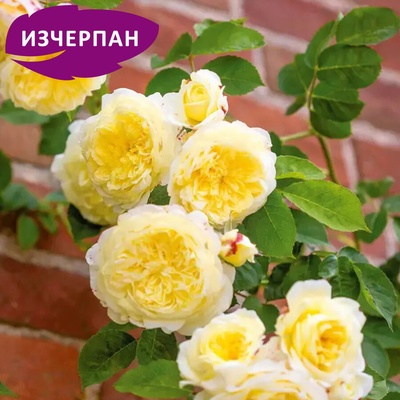 David Austin® Катерлива Роза The Pilgrim® - David Austin®