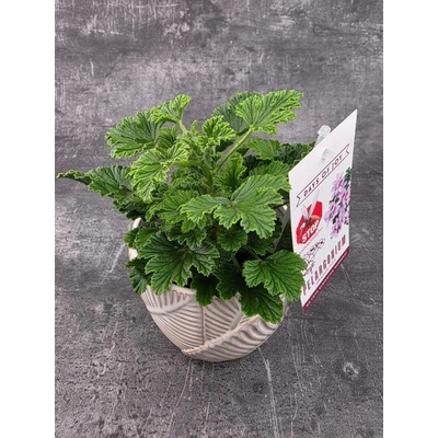 Pelargonium graveolens 'Orange Fizz' – Zboží Dáma