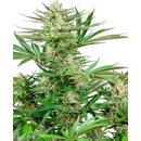 Sensi Seeds Malibu OG Gold Research semena neobsahují THC 3 ks