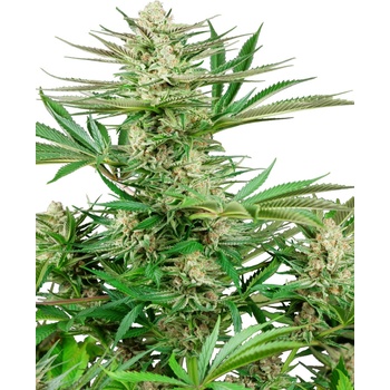 Sensi Seeds Malibu OG Gold Research semena neobsahují THC 3 ks
