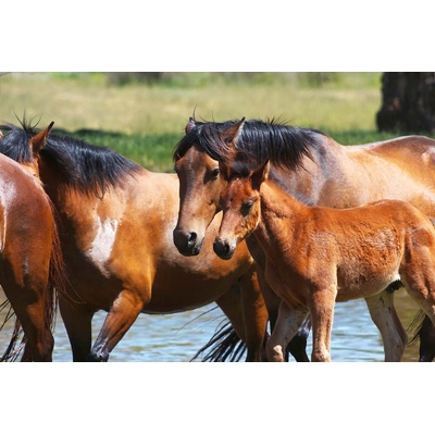 DIMEX ART Флизелинов фототапет кон с жребче 375 x 250 см