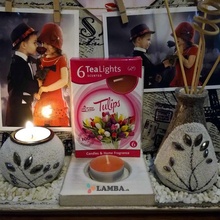 Morex TULIPS 6ks