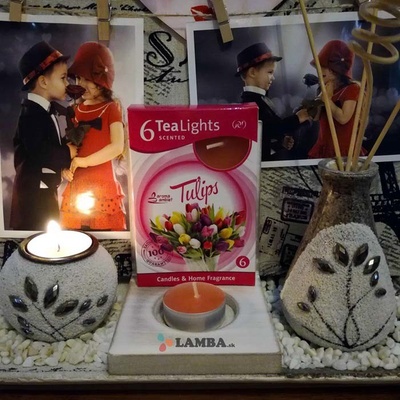 Morex TULIPS 6ks